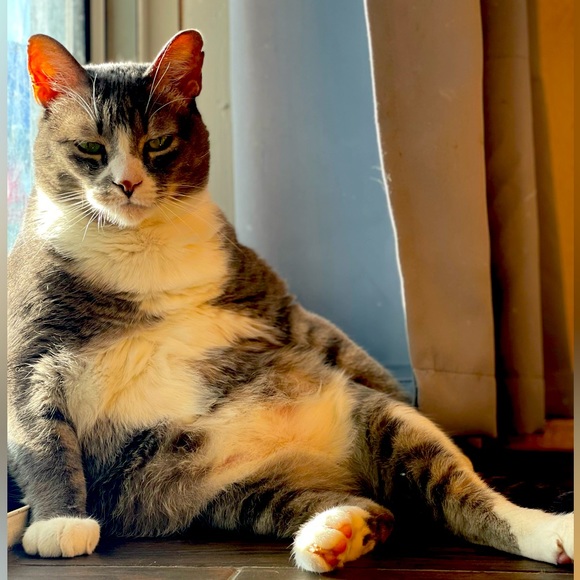 Meet your Posher, KJ - Picture 1 of 1